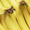 Banaanide säilitamine kodus: kuidas pikendada puuviljade värskust?