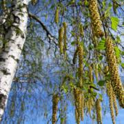 How to collect birch sap: useful tips