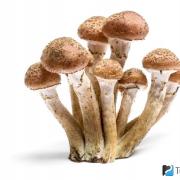 Meeseened: maitsvate seente omadused, koostis ja eelised