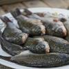How to salt, dry and dry crucian carp at home Marinated crucian carp - very tasty recipes