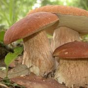 Edible mushrooms: Classification, categories, features