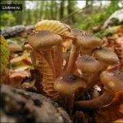 Honey mushrooms.  Photo