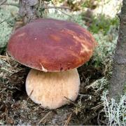 White mushroom - the king of mushrooms