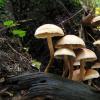 False honey mushrooms: description of species and meta-growth