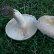 Самые коварные грибы двойники