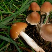 False honey mushrooms