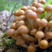 Summer honey mushrooms: growing features