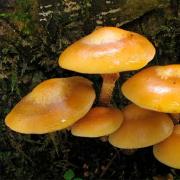 Edible mushrooms - photo, description and beneficial properties