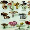 Types and names of mushrooms with pictures