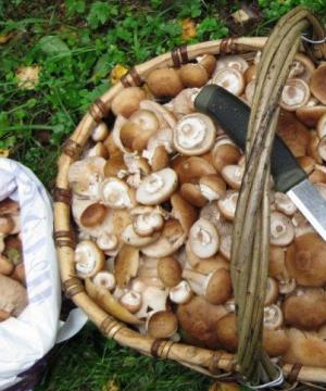Edible mushrooms - list with names, descriptions, photos