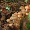 Summer honey mushrooms: description and places where mushrooms grow