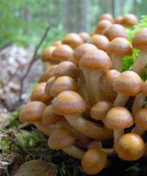 Summer honey fungus and its dangerous double + photo