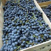 Koduvein Moldova viinamarjadest
