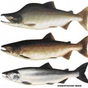 Pink salmon (Oncorhynchus gorbuscha)