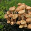 False honey mushrooms how to distinguish photos